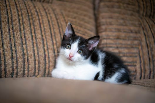 a young cute kitten curiously looks at the camera