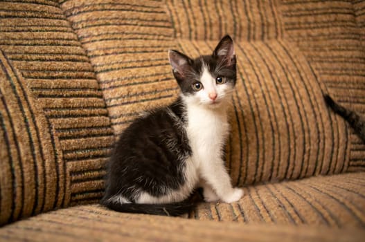 a young cute kitten curiously looks at the camera