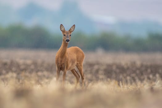 a beautiful deer doe standing on a harvested field in autumn