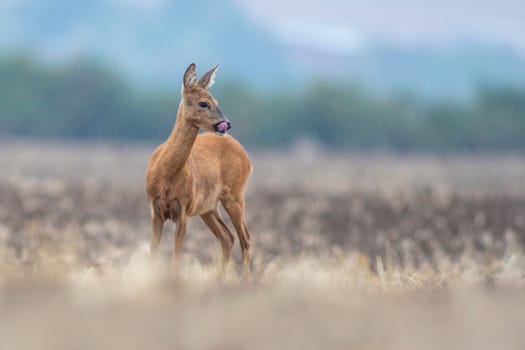 a beautiful deer doe standing on a harvested field in autumn