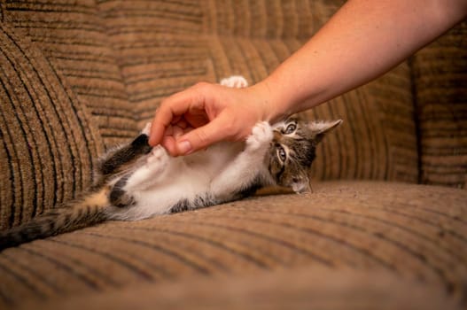 a young cute kitten playing with his human