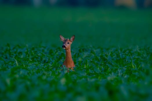 a young roebuck stand in a cornfield in spring