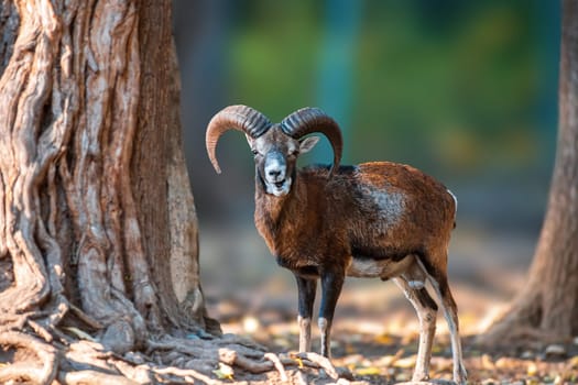 Aries stands in a forest in autumn