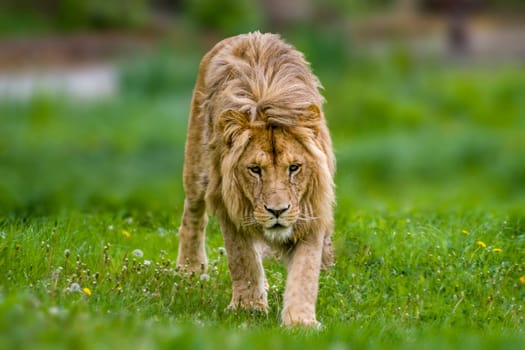 a handsome strong male lion walks through his territory