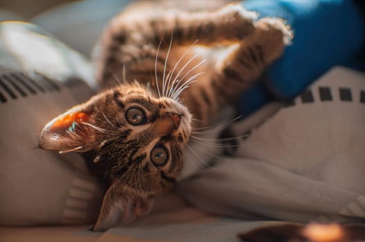 a young cute kitten curiously looks at the camera