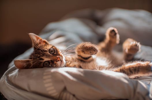 a young cute kitten curiously looks at the camera