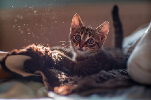 a young cute kitten curiously looks at the camera