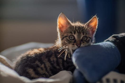 a young cute kitten playing with his human