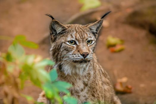 a handsome lynx stays in colorful spring forest