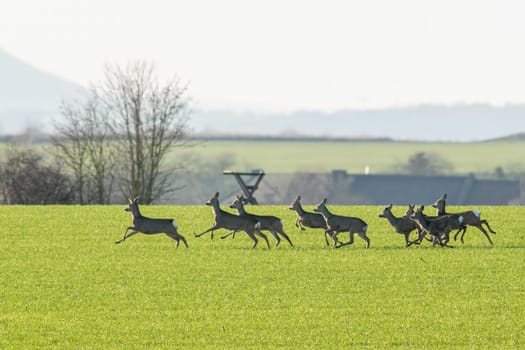 group of deer in a field in spring