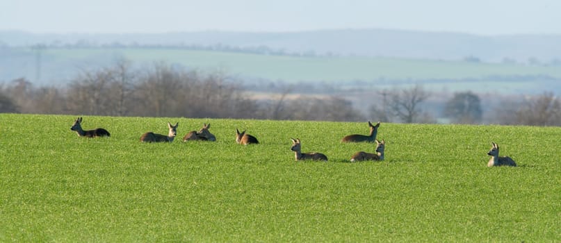 group of deer in a field in spring