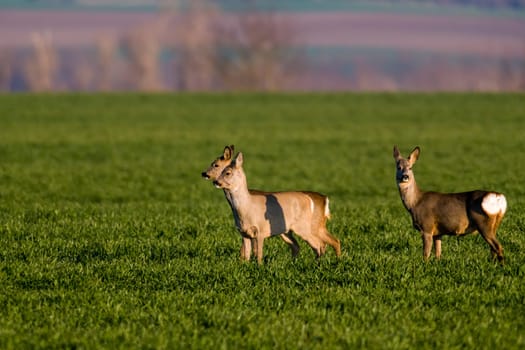 group of deer in a field in spring