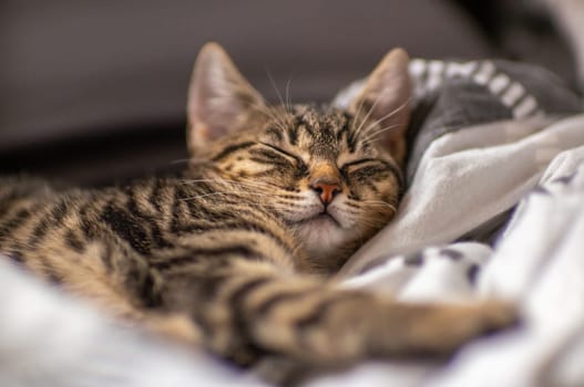 a young cute kitten is very relaxed and sleeping