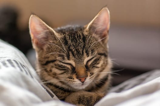 a young cute kitten is very relaxed and sleeping