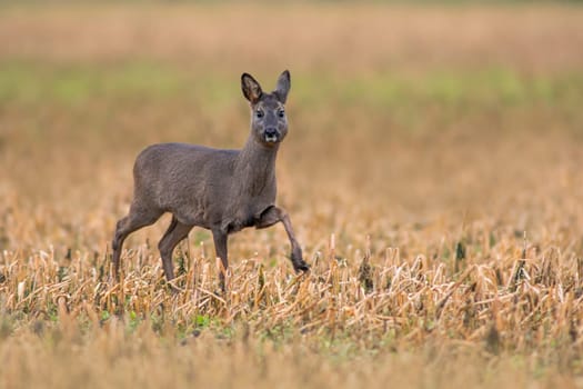 a beautiful deer doe standing on a harvested field in autumn