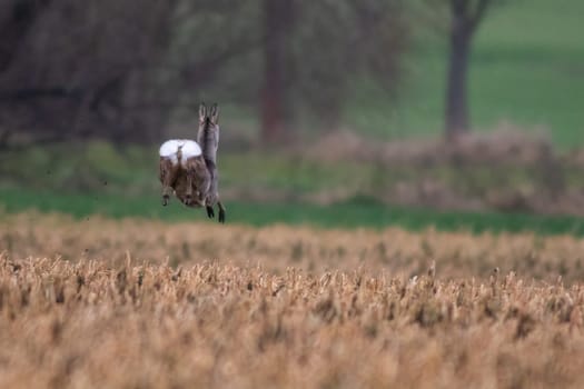 a beautiful deer doe jumps on a harvested field in autumn