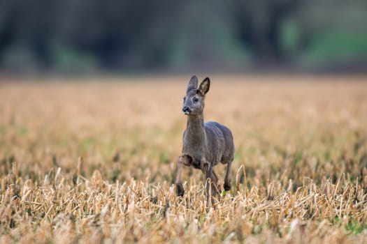 a beautiful deer doe standing on a harvested field in autumn