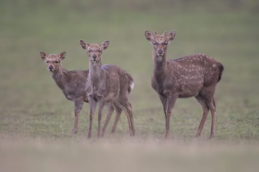 young red deer does stand in a meadow