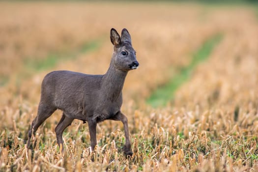 a beautiful deer doe standing on a harvested field in autumn