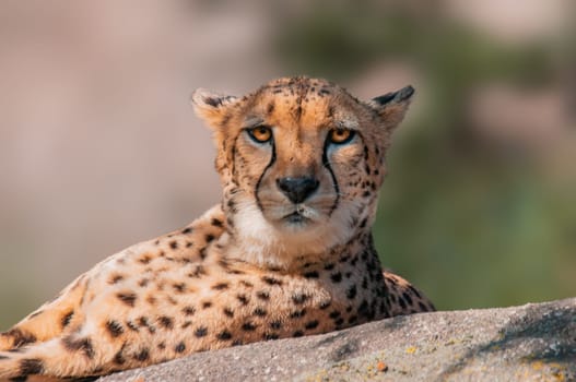 a cheetah lies on a stone and relaxes