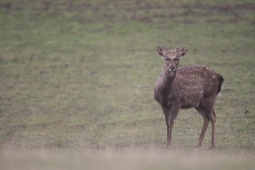 young red deer doe stand in a meadow