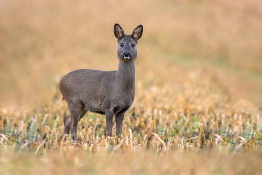 a beautiful deer doe standing on a harvested field in autumn