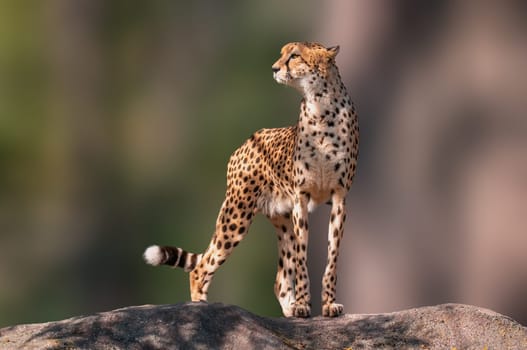 a cheetah stands on a stone and relaxes