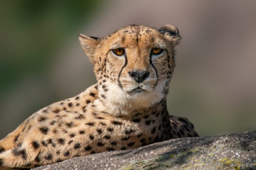a cheetah lies on a stone and relaxes