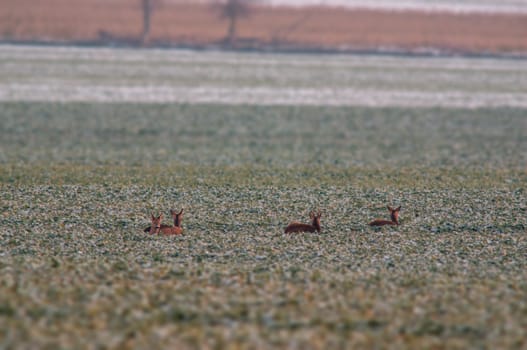 a group of deer in a field in winter