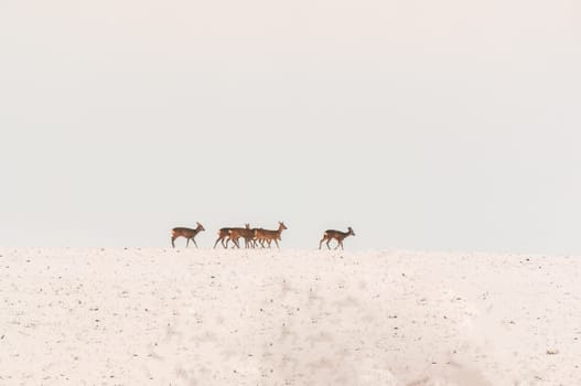 a group of deer in a field in winter