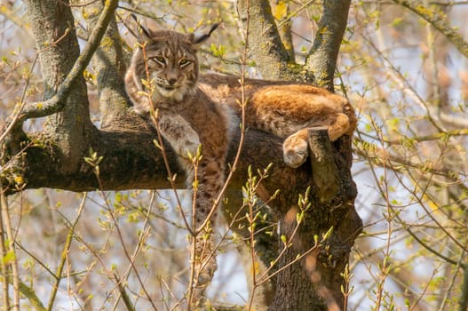 a handsome lynx hides in colorful spring forest