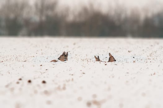 a group of deer in a field in winter