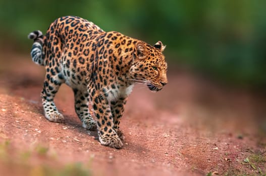 a beautiful leopard runs through the forest