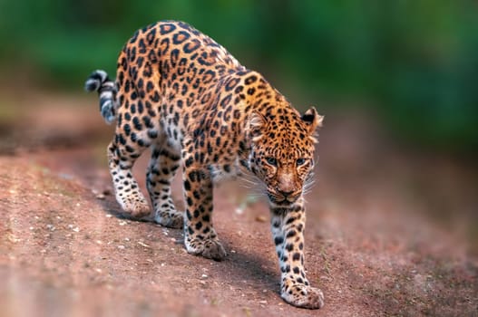 a beautiful leopard runs through the forest