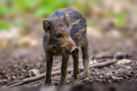 a wild boar family in a deciduous forest in spring