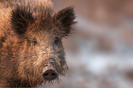 one a wild boar in a deciduous forest in autumn