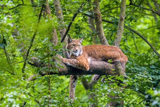 a handsome lynx hides in colorful spring forest