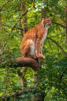 a handsome lynx hides in colorful spring forest