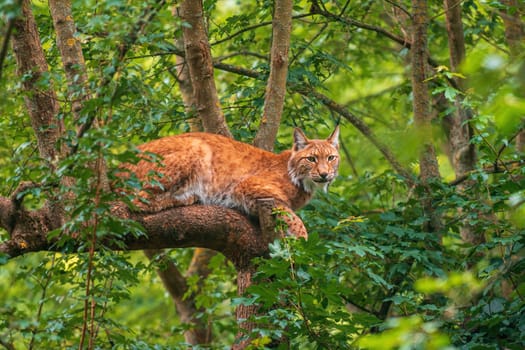 a handsome lynx hides in colorful spring forest