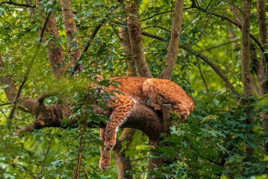 a handsome lynx hides in colorful spring forest