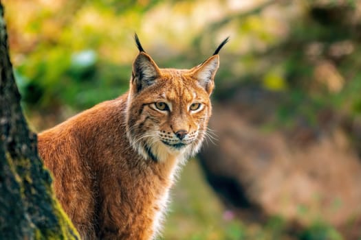 a handsome lynx stays in colorful spring forest