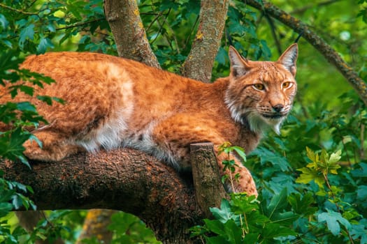 a handsome lynx hides in colorful spring forest