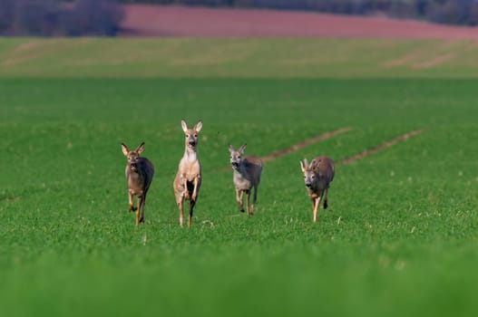 group of deer in a field in spring