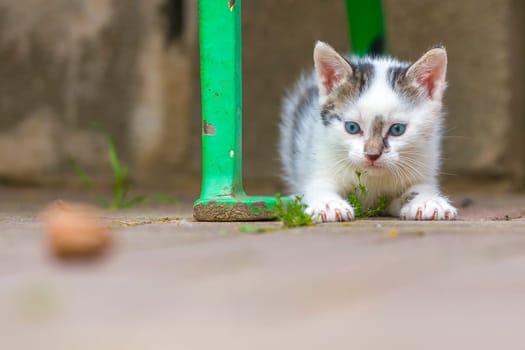 a young cute kitten curiously looks at the camera