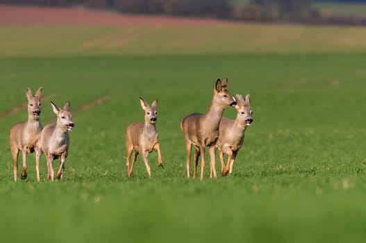 group of deer in a field in spring