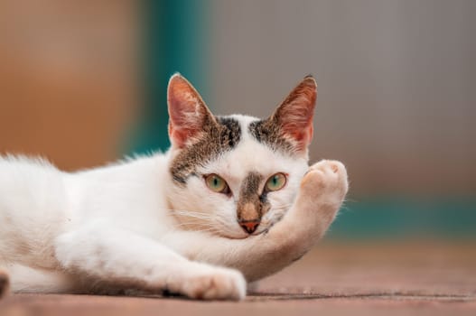 young pretty adult cat looks relaxed at the camera