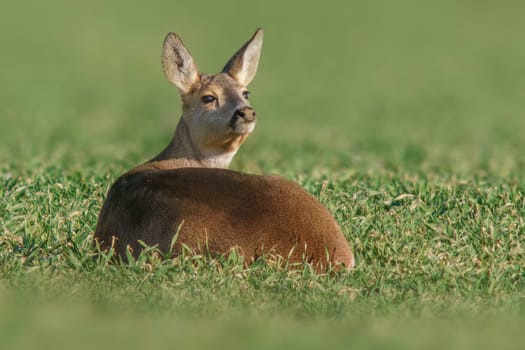 a Beautiful doe sits on a green field in spring