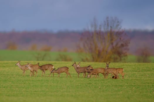 group of deer in a field in spring