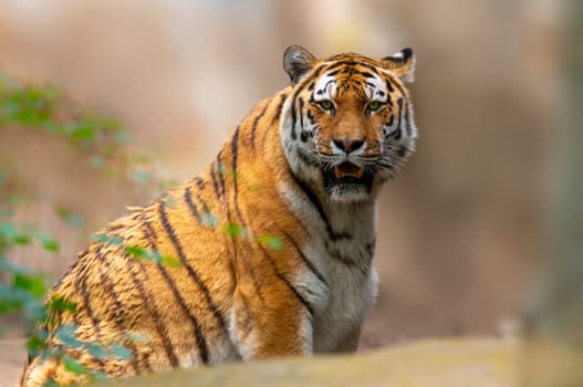 a handsome young tiger looks at the camera leisurely