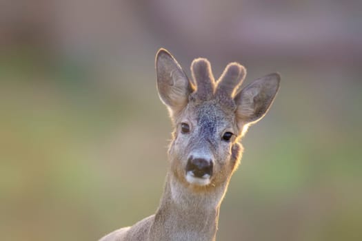 a portrait of a pretty roebuck in summer